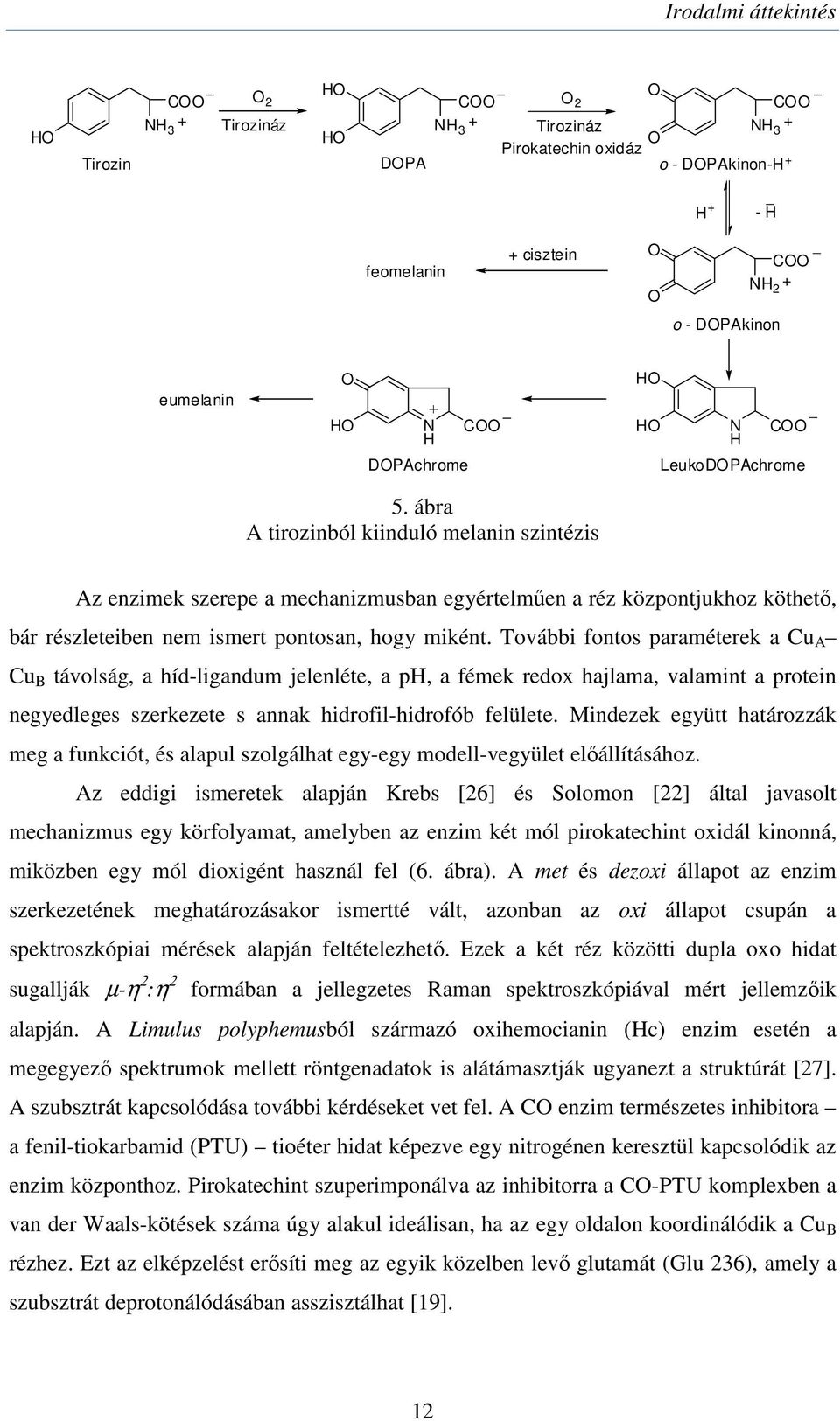 További fontos paraméterek a Cu A Cu B távolság, a híd-ligandum jelenléte, a ph, a fémek redox hajlama, valamint a protein negyedleges szerkezete s annak hidrofil-hidrofób felülete.