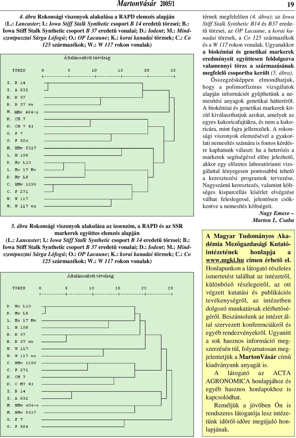 ábra Rokonsági viszonyok alakulása az izoenzim, a RAPD és az SSR markerek együttes elemzés alapján (L.: Lancaster; I.: Iowa Stiff Stalk Synthetic csoport B 14 eredetû törzsei; B.