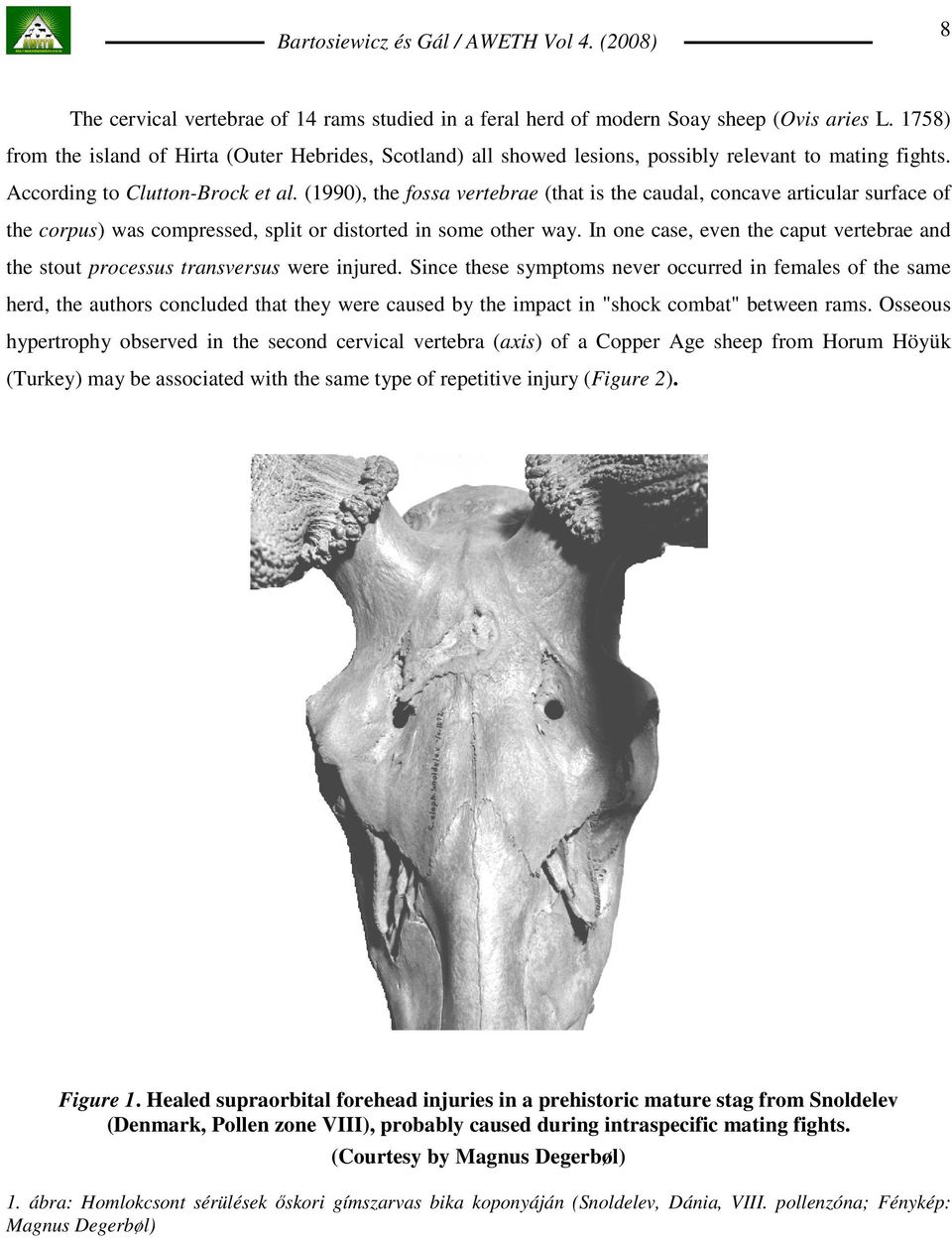 (1990), the fossa vertebrae (that is the caudal, concave articular surface of the corpus) was compressed, split or distorted in some other way.