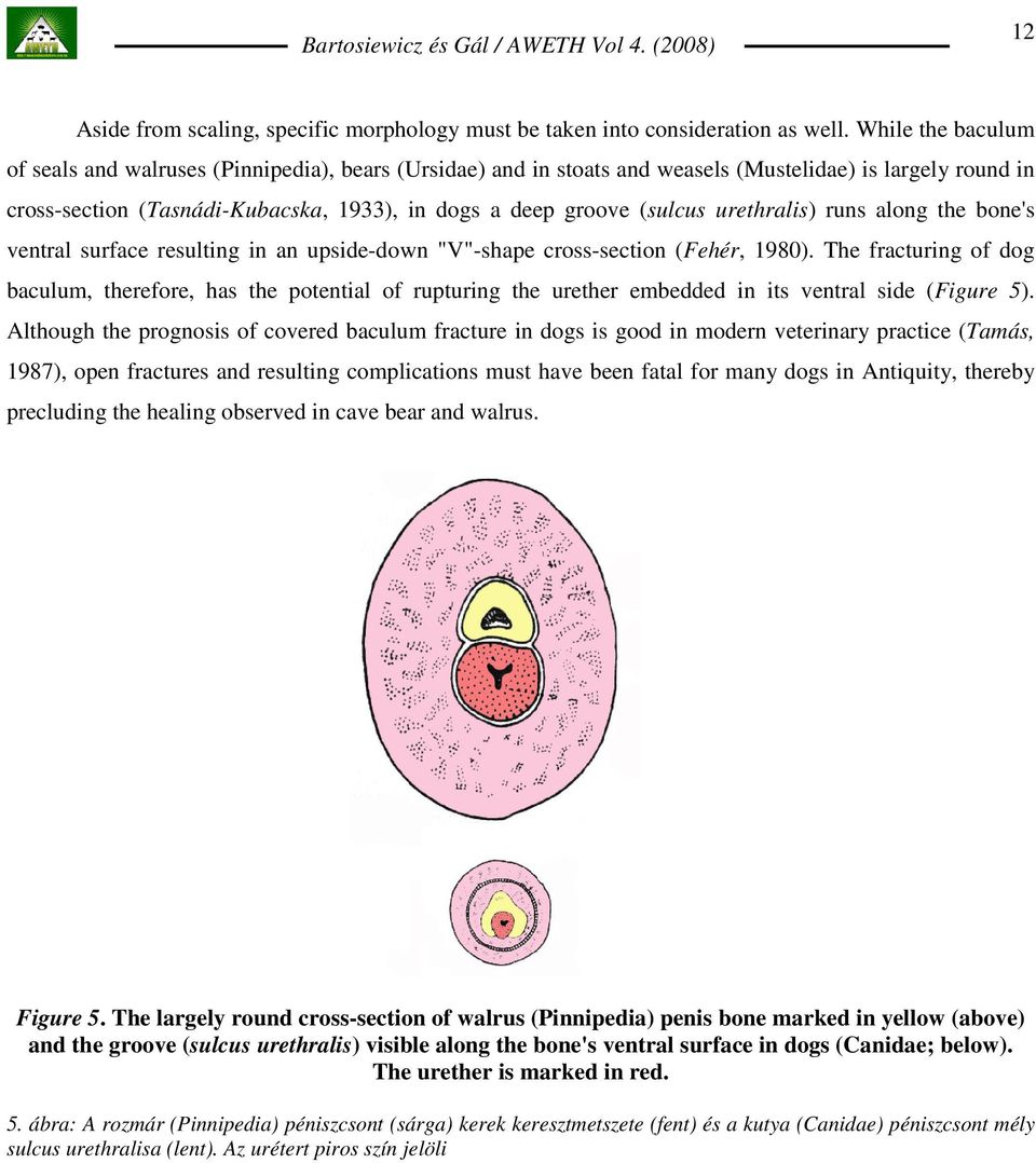 urethralis) runs along the bone's ventral surface resulting in an upside-down "V"-shape cross-section (Fehér, 1980).