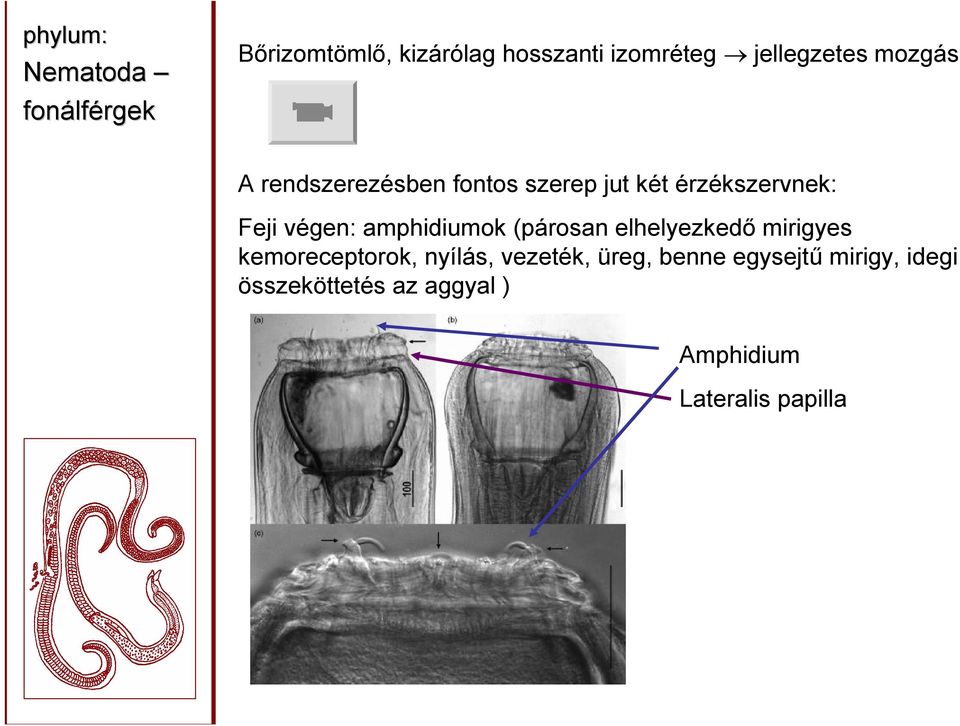 amphidiumok (párosan elhelyezkedő mirigyes kemoreceptorok, nyílás,