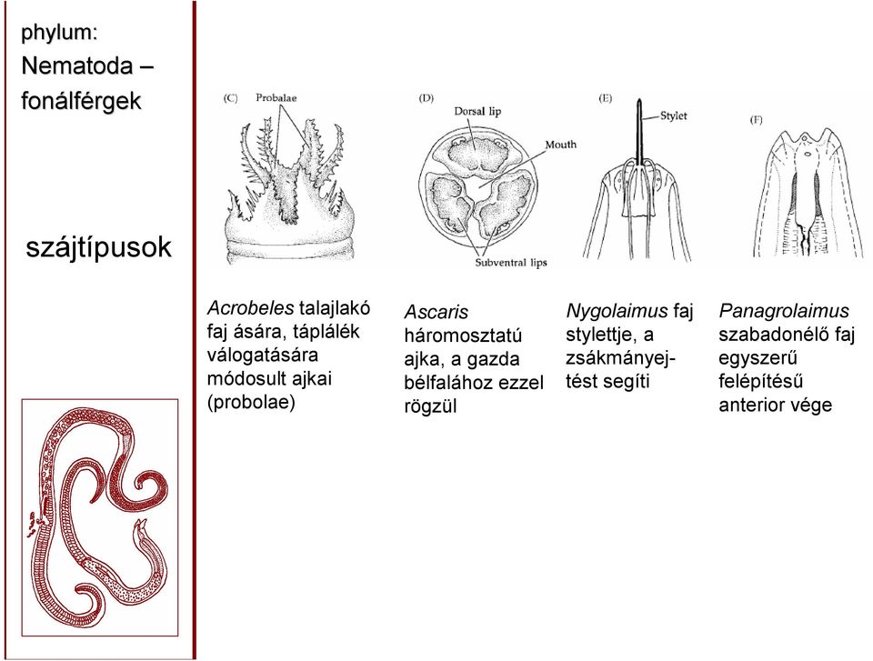 bélfalához ezzel rögzül Nygolaimus faj stylettje, a