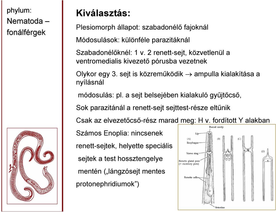 sejt is közreműködik ampulla kialakítása a nyílásnál módosulás: pl.