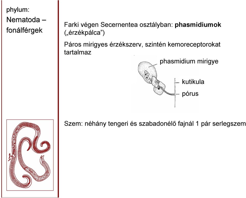 kemoreceptorokat tartalmaz phasmidium mirigye kutikula