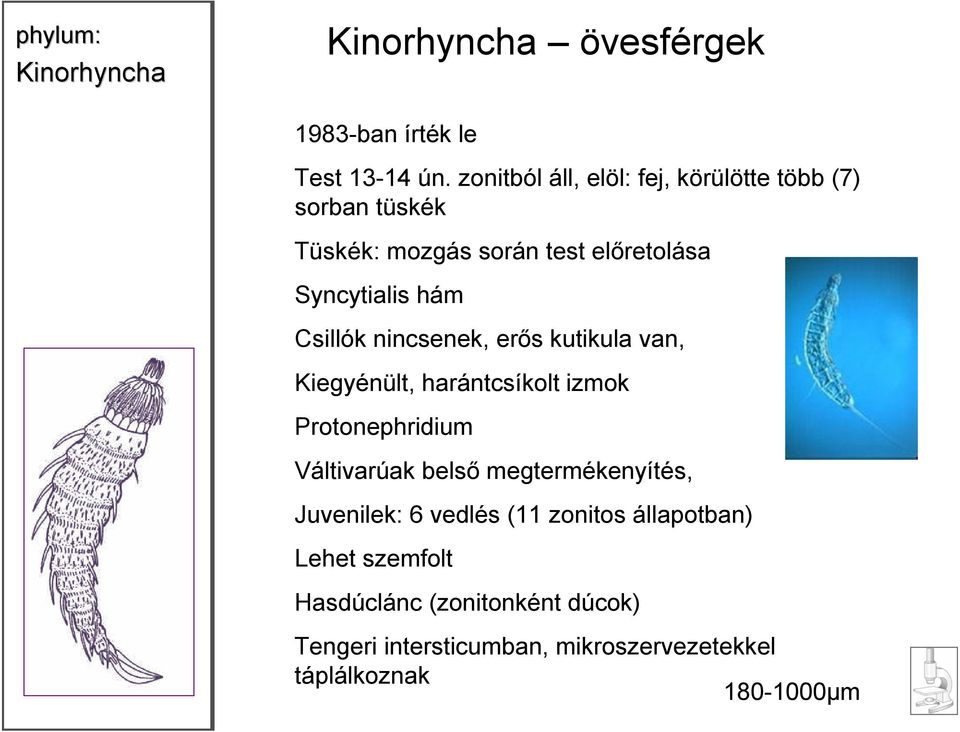 Csillók nincsenek, erős kutikula van, Kiegyénült, harántcsíkolt izmok Protonephridium Váltivarúak belső