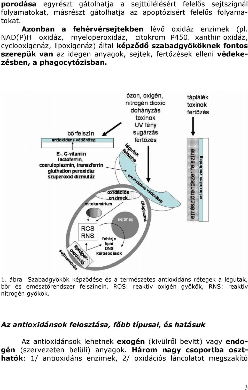 xanthin oxidáz, cyclooxigenáz, lipoxigenáz) által képződő szabadgyököknek fontos szerepük van az idegen anyagok, sejtek, fertőzések elleni védekezésben, a phagocytózisban. 1.