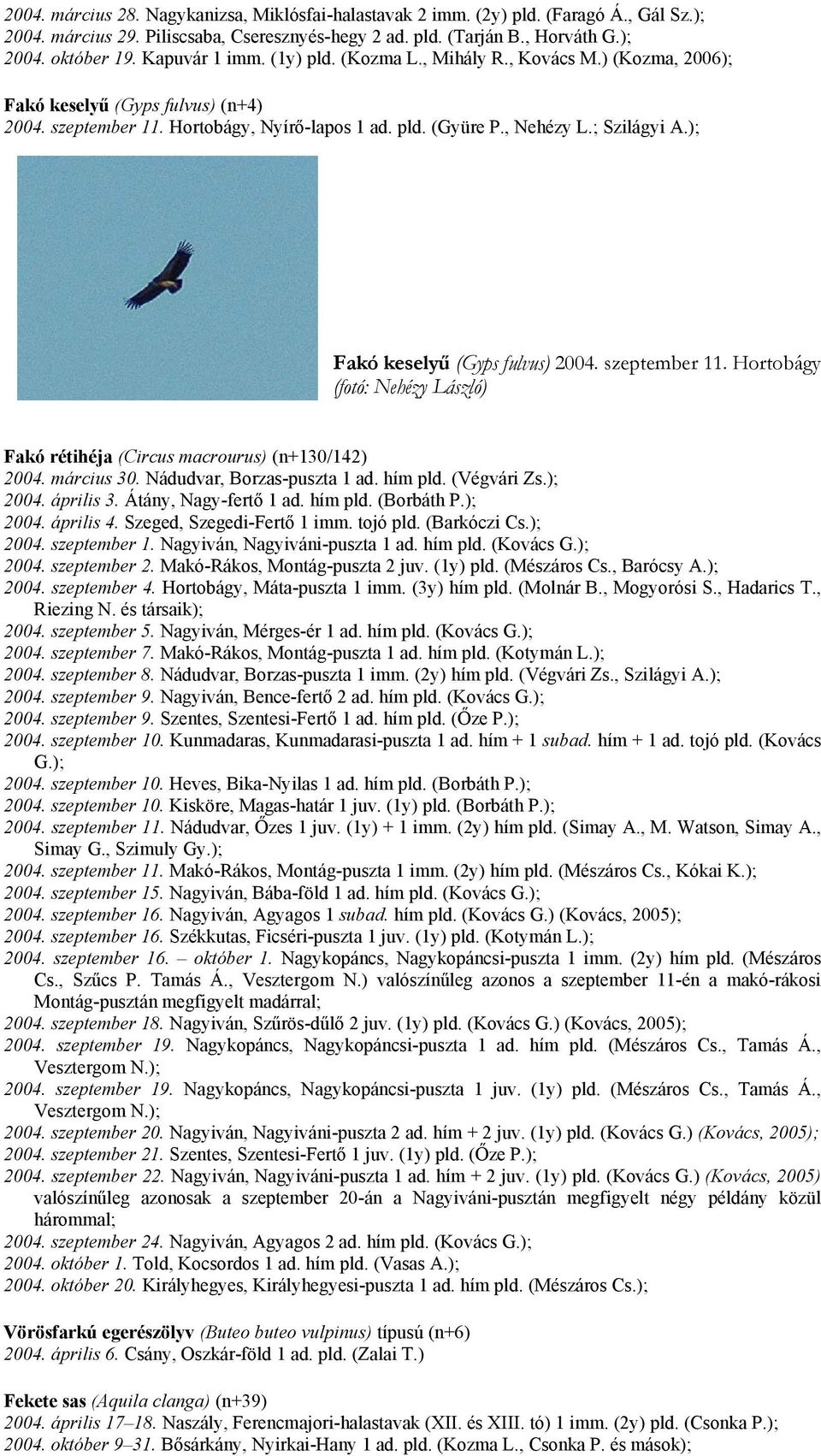 ); Fakó keselyű (Gyps fulvus) 2004. szeptember 11. Hortobágy (fotó: Nehézy László) Fakó rétihéja (Circus macrourus) (n+130/142) 2004. március 30. Nádudvar, Borzas-puszta 1 ad. hím pld. (Végvári Zs.