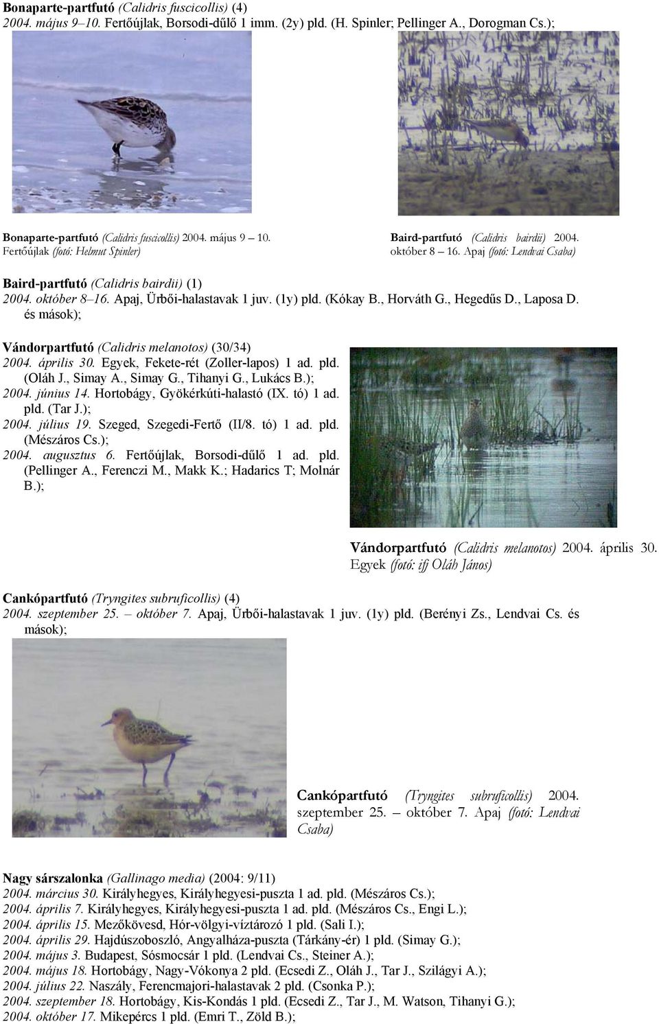 (1y) pld. (Kókay B., Horváth G., Hegedűs D., Laposa D. és mások); Vándorpartfutó (Calidris melanotos) (30/34) 2004. április 30. Egyek, Fekete-rét (Zoller-lapos) 1 ad. pld. (Oláh J., Simay A., Simay G.