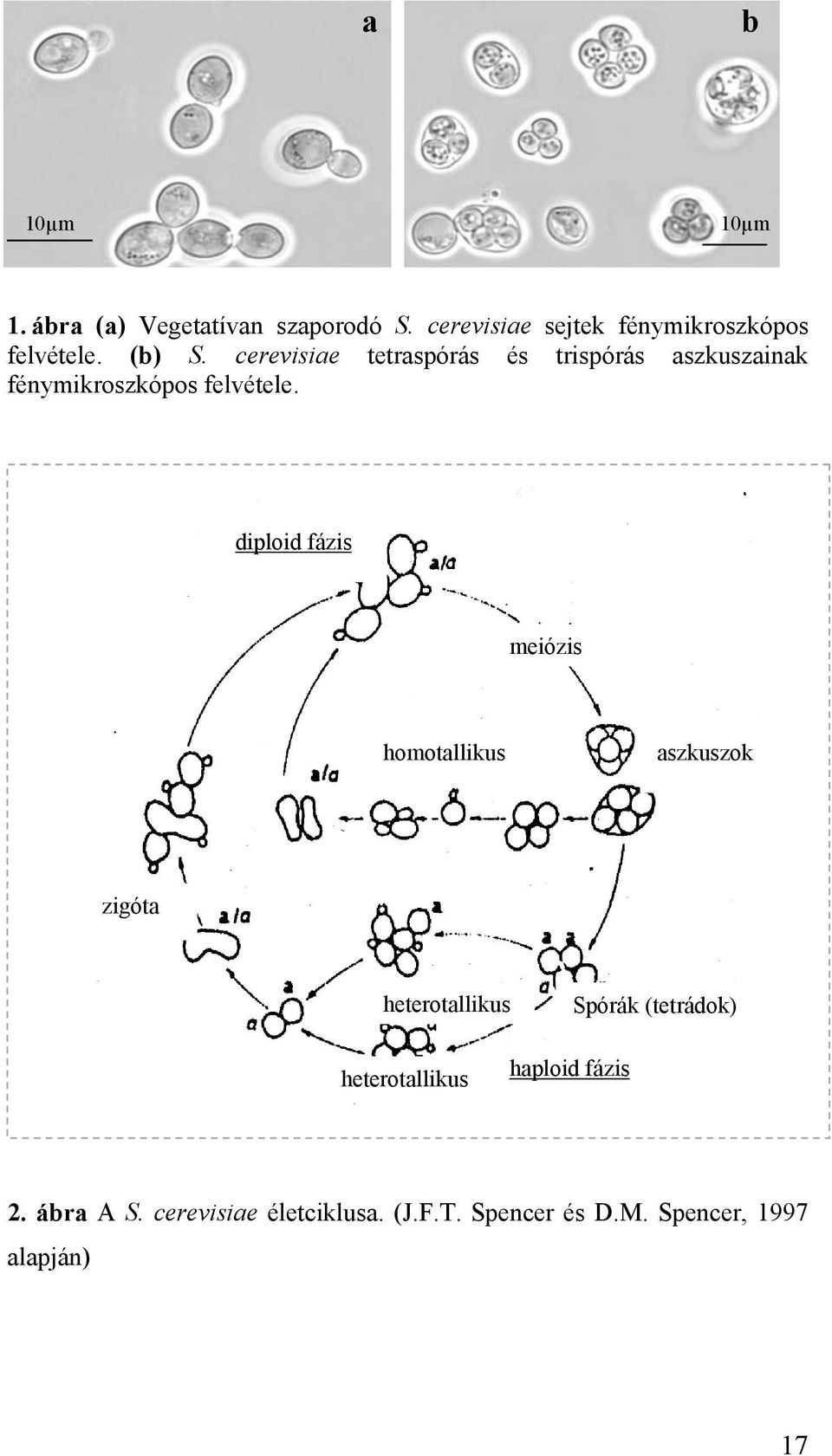 diploid fázis meiózis homotallikus aszkuszok zigóta heterotallikus Spórák (tetrádok)