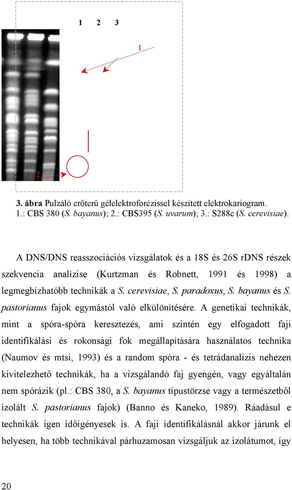 pastorianus fajok egymástól való elkülönítésére.