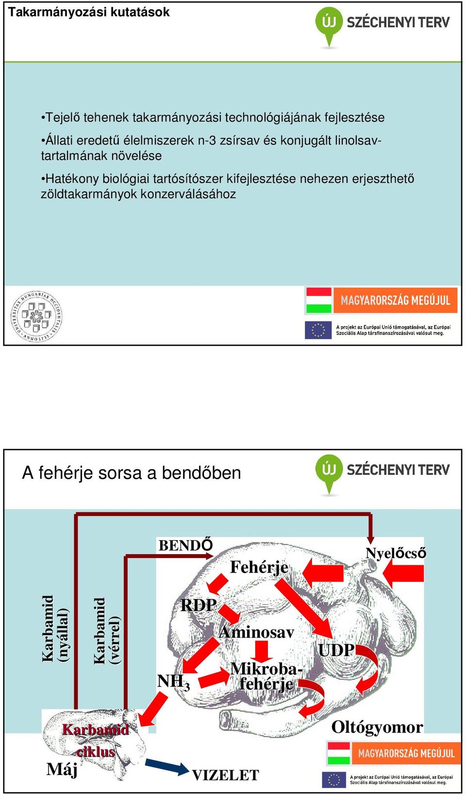 kifejlesztése nehezen erjeszthető zöldtakarmányok konzerválásához A fehérje sorsa a bendőben BENDŐ Fehérje