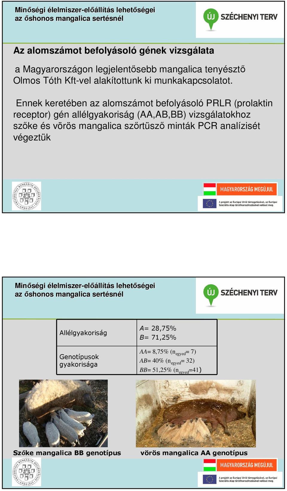 Ennek keretében az alomszámot befolyásoló PRLR (prolaktin receptor) gén allélgyakoriság (AA,AB,BB) vizsgálatokhoz szőke és vörös mangalica szőrtüsző minták PCR