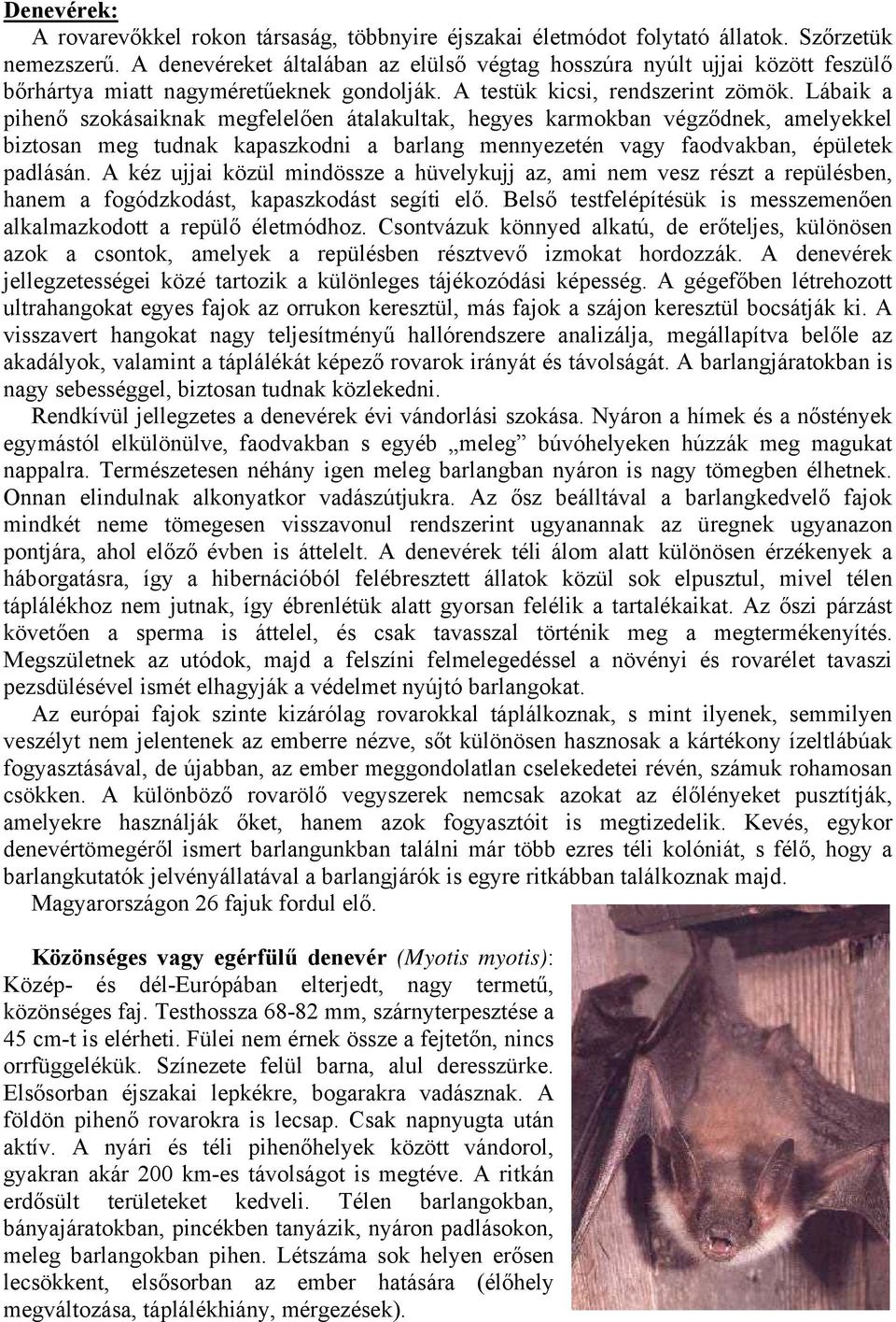 Lábaik a pihenő szokásaiknak megfelelően átalakultak, hegyes karmokban végződnek, amelyekkel biztosan meg tudnak kapaszkodni a barlang mennyezetén vagy faodvakban, épületek padlásán.