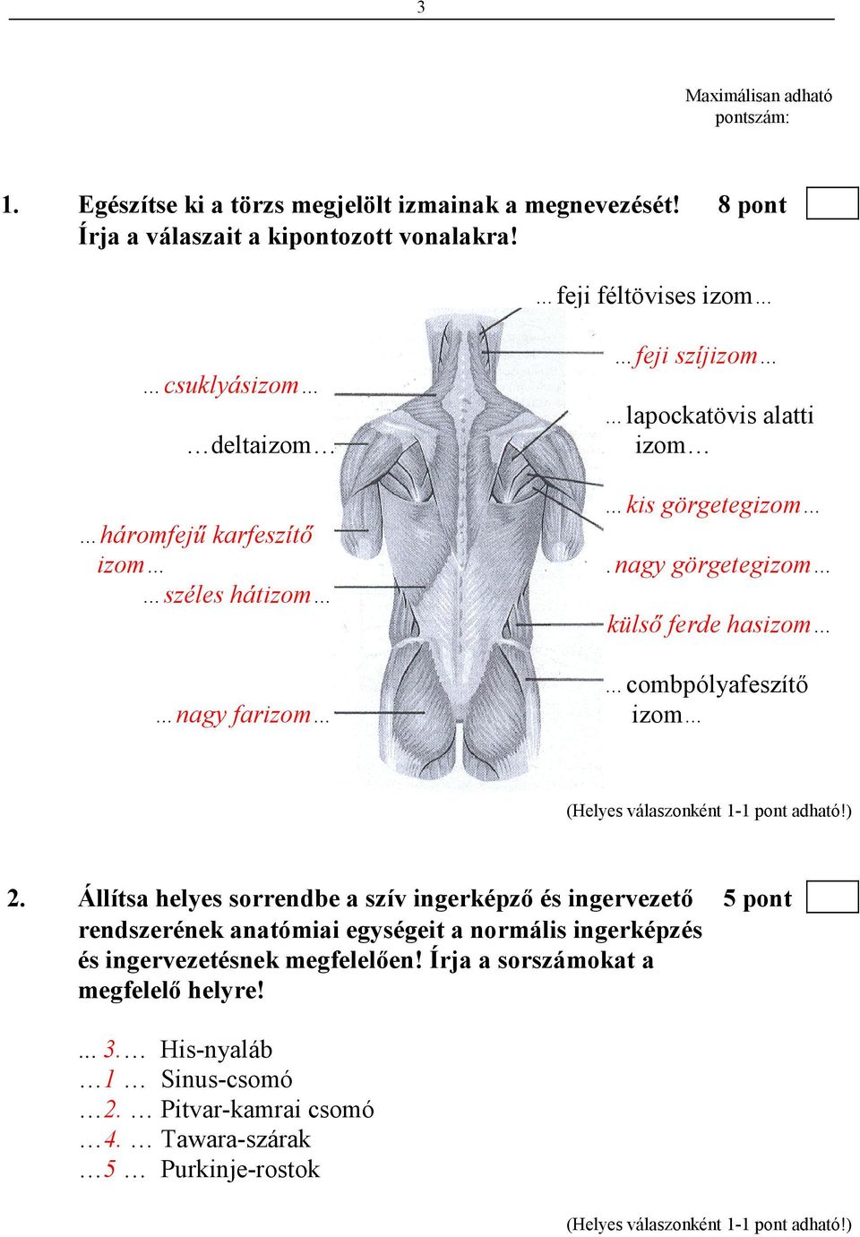 görgetegizom külsı ferde hasizom combpólyafeszítı izom 2.