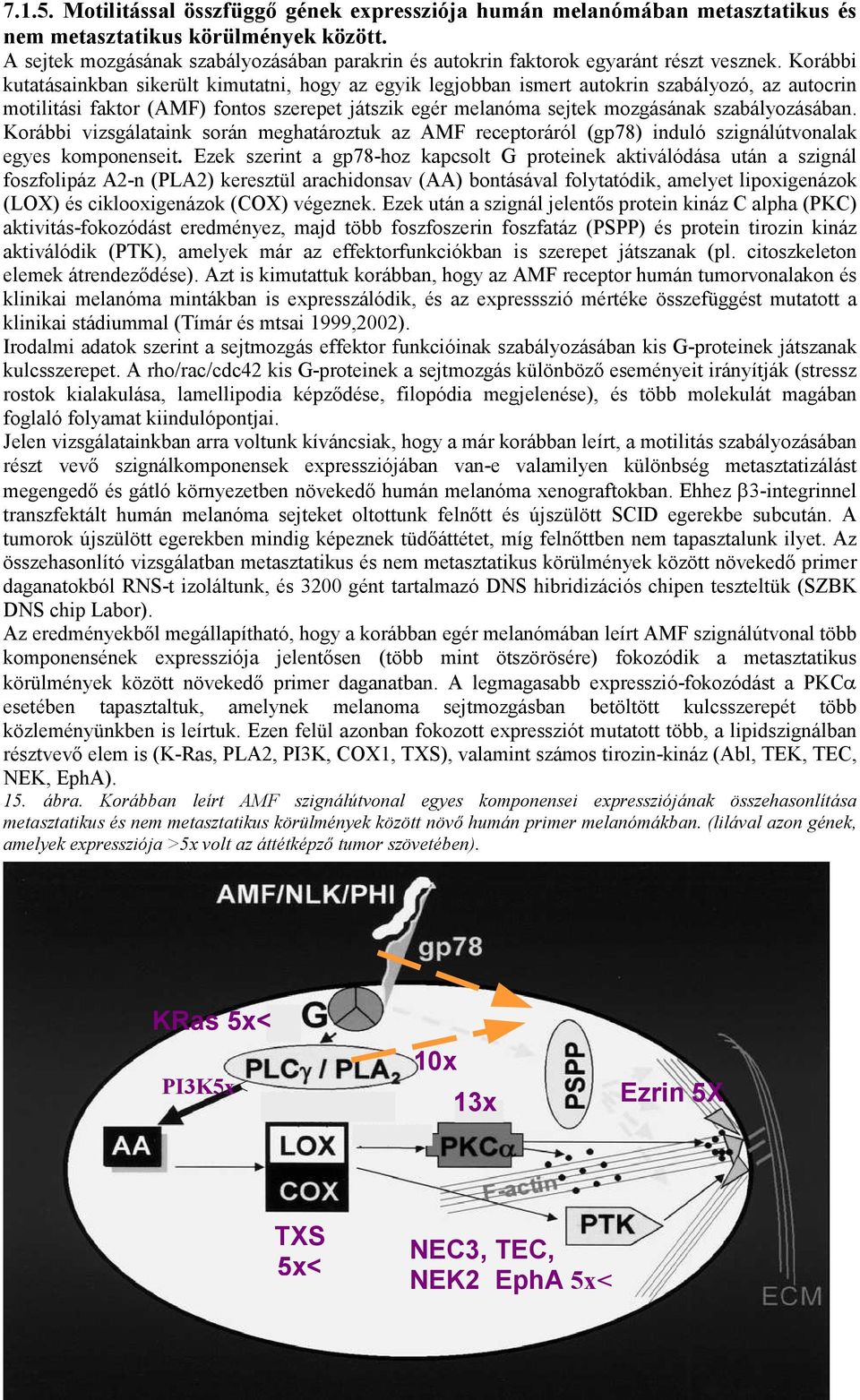 Korábbi kutatásainkban sikerült kimutatni, hogy az egyik legjobban ismert autokrin szabályozó, az autocrin motilitási faktor (AMF) fontos szerepet játszik egér melanóma sejtek mozgásának