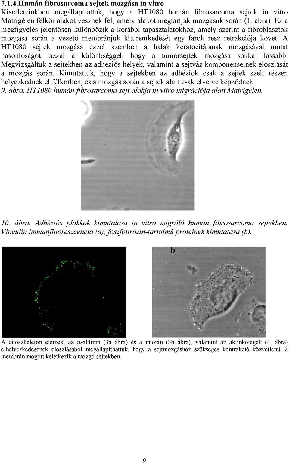 (1. ábra). Ez a megfigyelés jelentősen különbözik a korábbi tapasztalatokhoz, amely szerint a fibroblasztok mozgása során a vezető membránjuk kitüremkedését egy farok rész retrakciója követ.