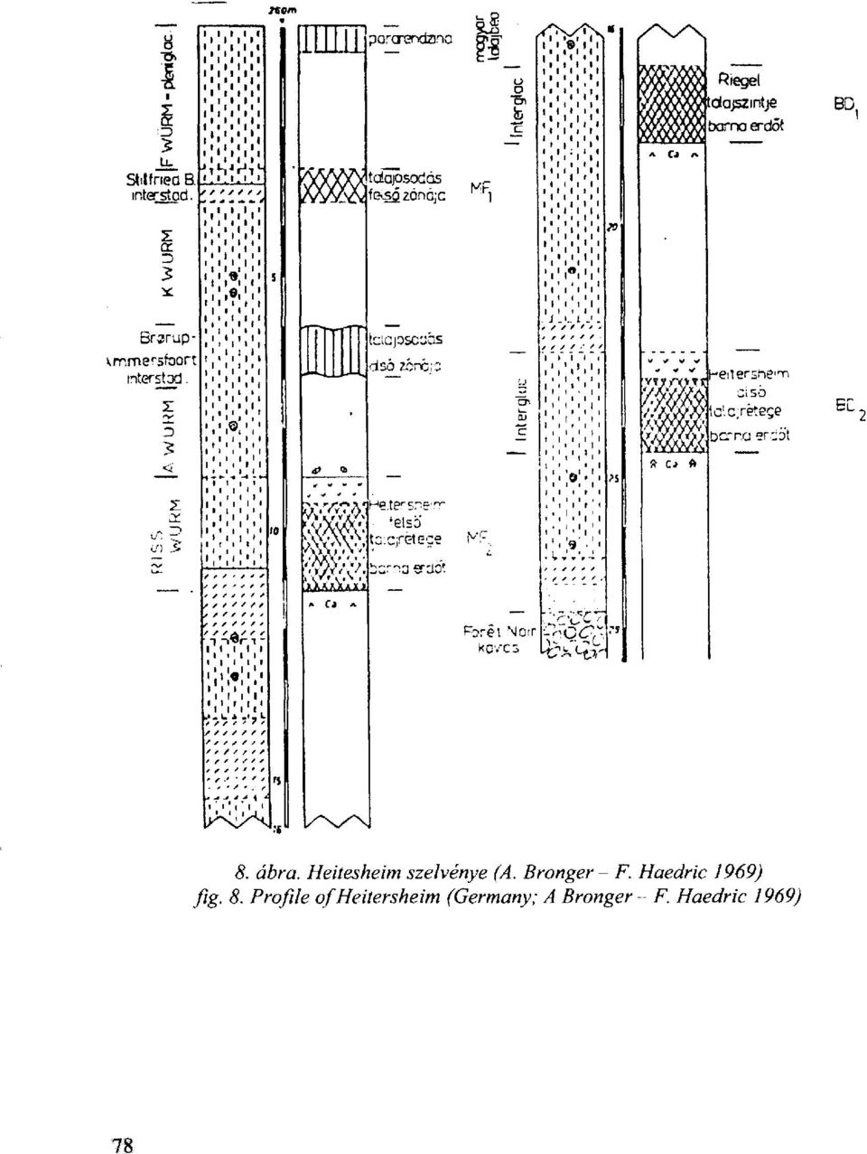 Bronger - F. Haedric 1969) fig.