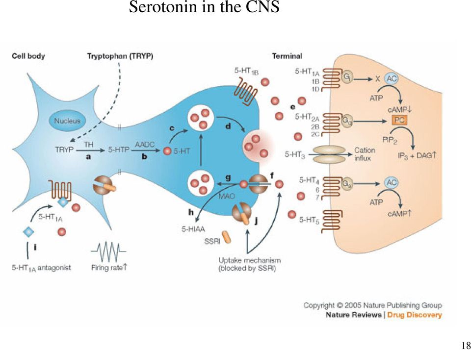 CNS 18