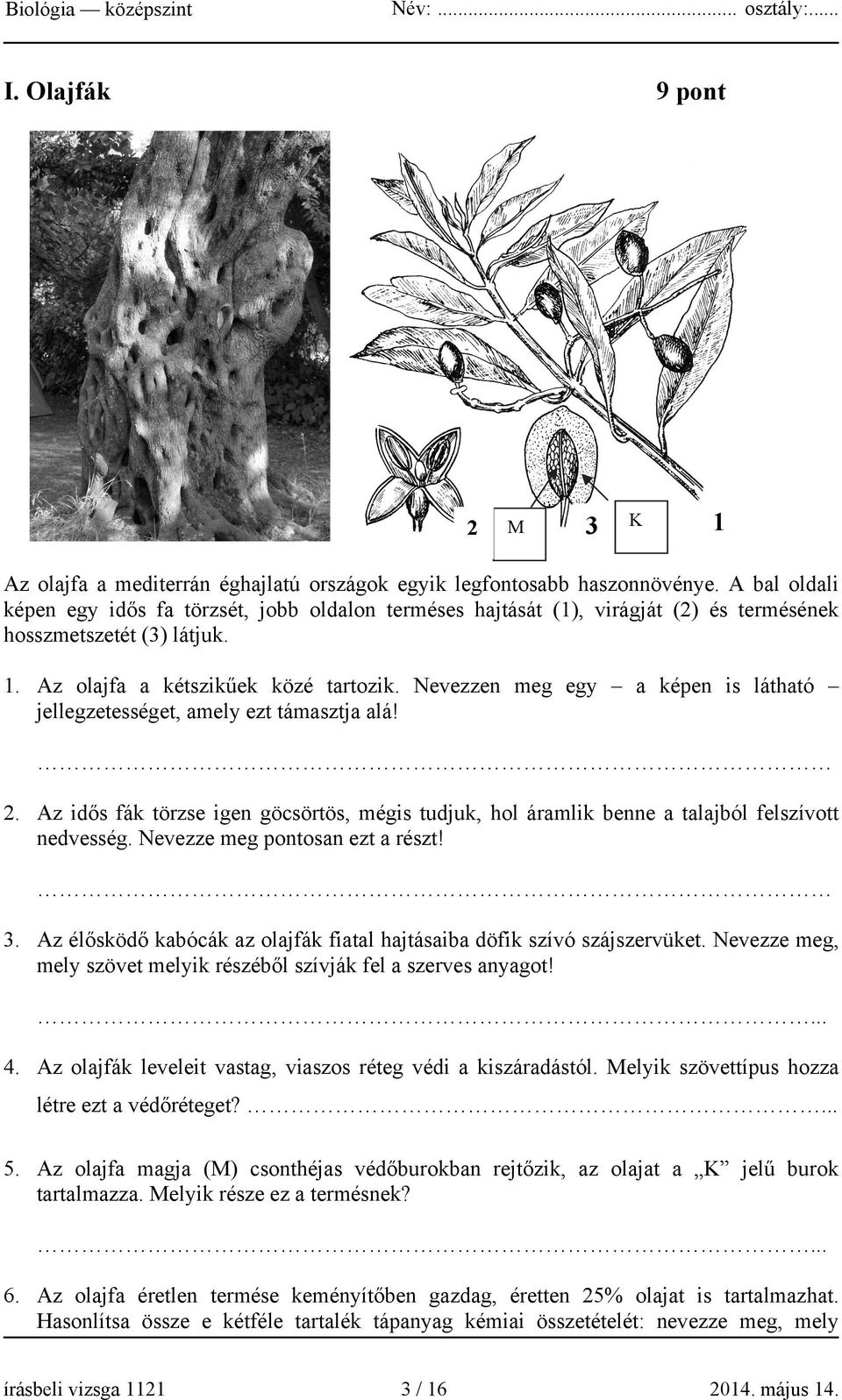 Nevezzen meg egy a képen is látható jellegzetességet, amely ezt támasztja alá! 2. Az idős fák törzse igen göcsörtös, mégis tudjuk, hol áramlik benne a talajból felszívott nedvesség.