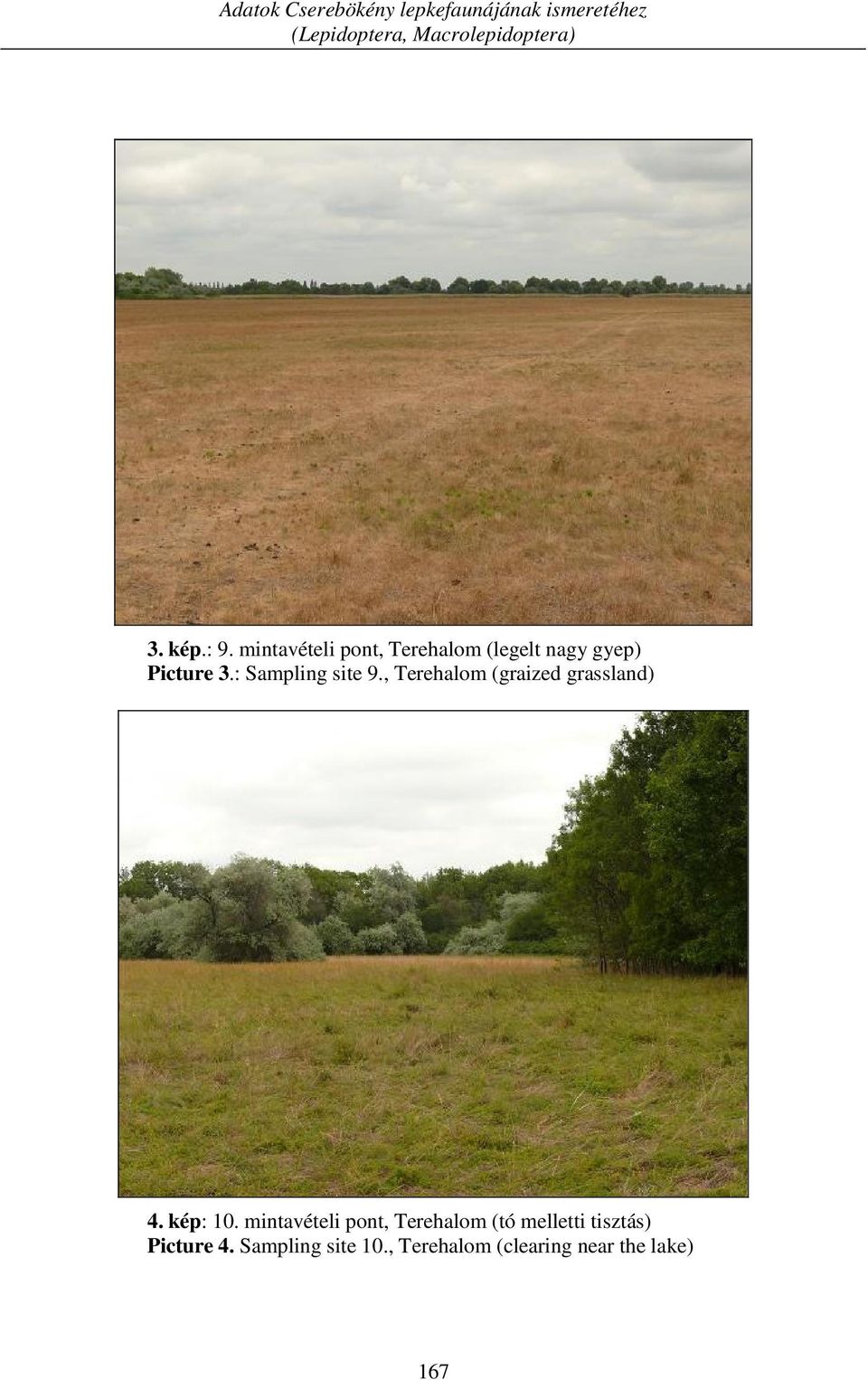 : Sampling site 9., Terehalom (graized grassland) 4. kép: 10.