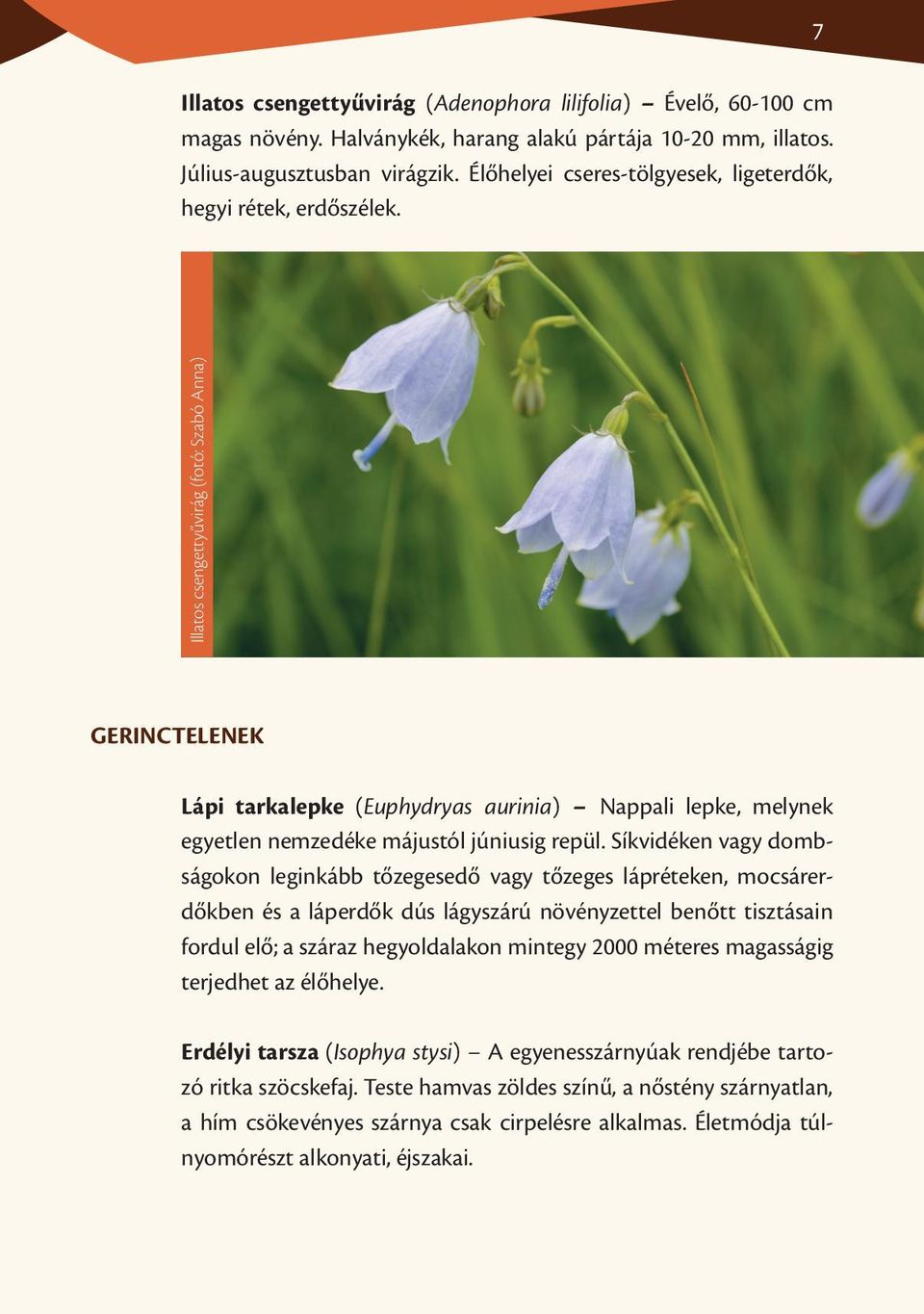 Illatos csengettyűvirág (fotó: Szabó Anna) GERINCTELENEK Lápi tarkalepke (Euphydryas aurinia) Nappali lepke, melynek egyetlen nemzedéke májustól júniusig repül.