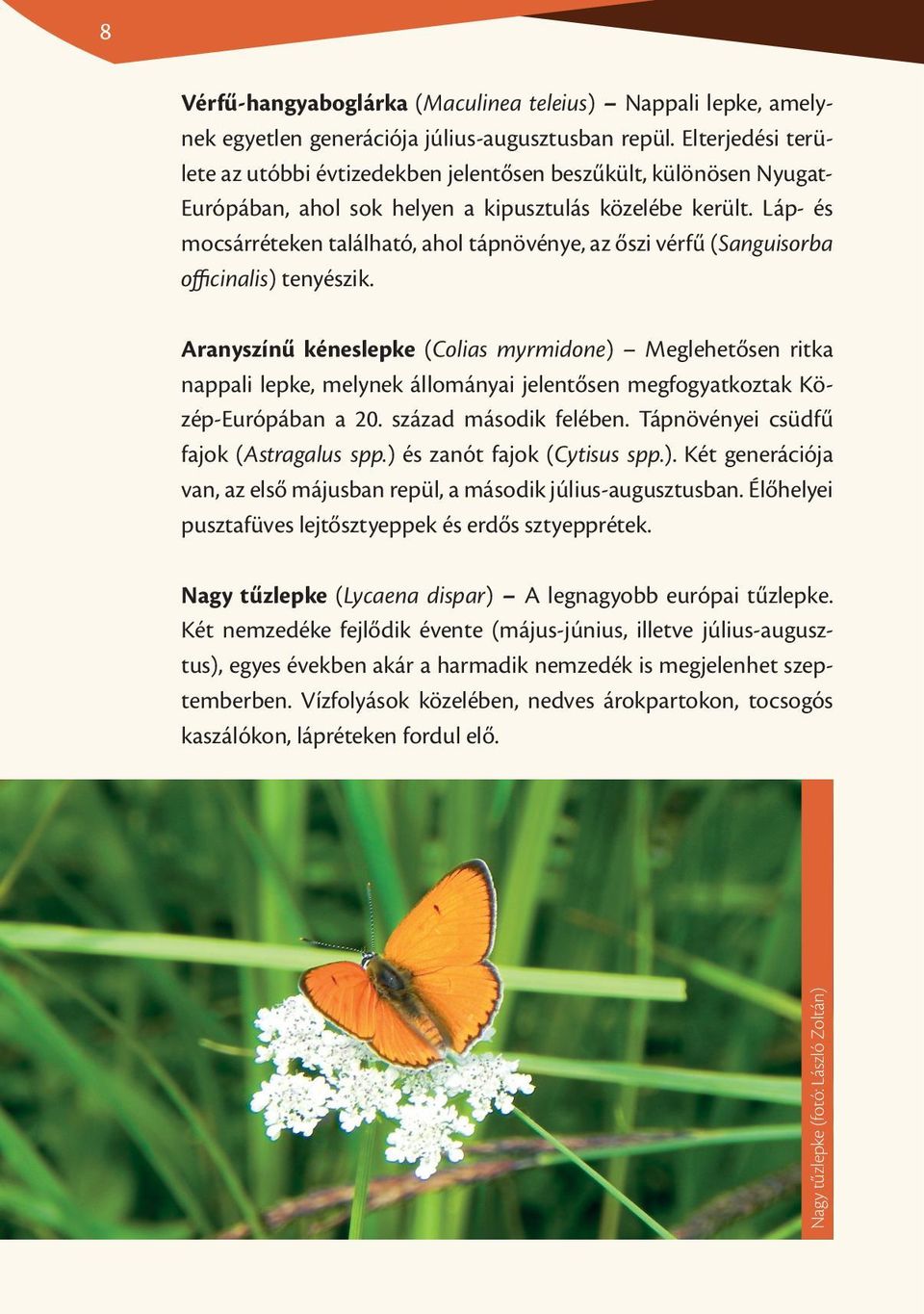 Láp- és mocsárréteken található, ahol tápnövénye, az őszi vérfű (Sanguisorba officinalis) tenyészik.