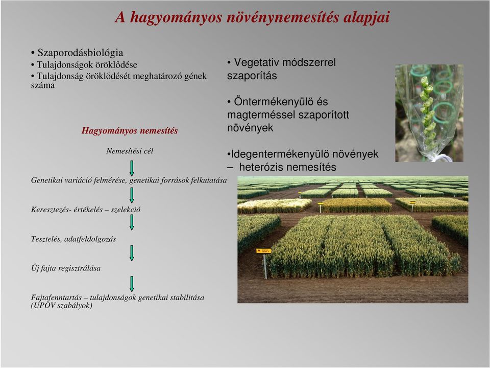 Genetikai variáció felmérése, genetikai források felkutatása Idegentermékenyülő növények heterózis nemesítés Keresztezés-