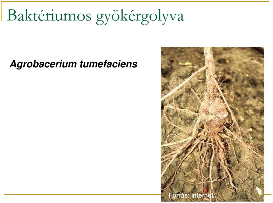 Agrobacerium