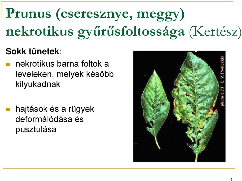 nekrotikus barna foltok a leveleken, melyek