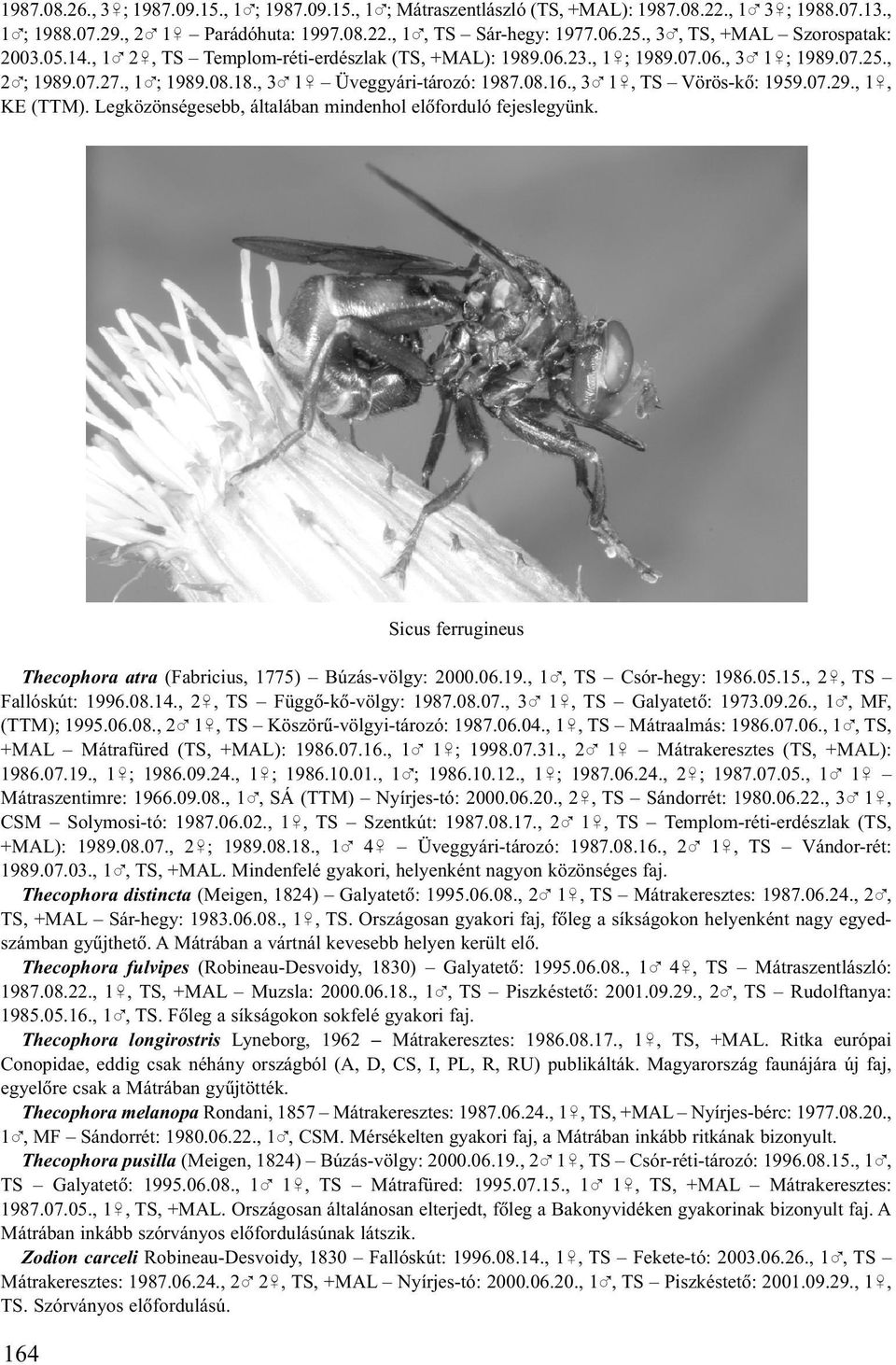 08.16., 3% 1&, TS Vörös-kõ: 1959.07.29., 1&, KE (TTM). Legközönségesebb, általában mindenhol elõforduló fejeslegyünk. Sicus ferrugineus Thecophora atra (Fabricius, 1775) Búzás-völgy: 2000.06.19., 1%, TS Csór-hegy: 1986.