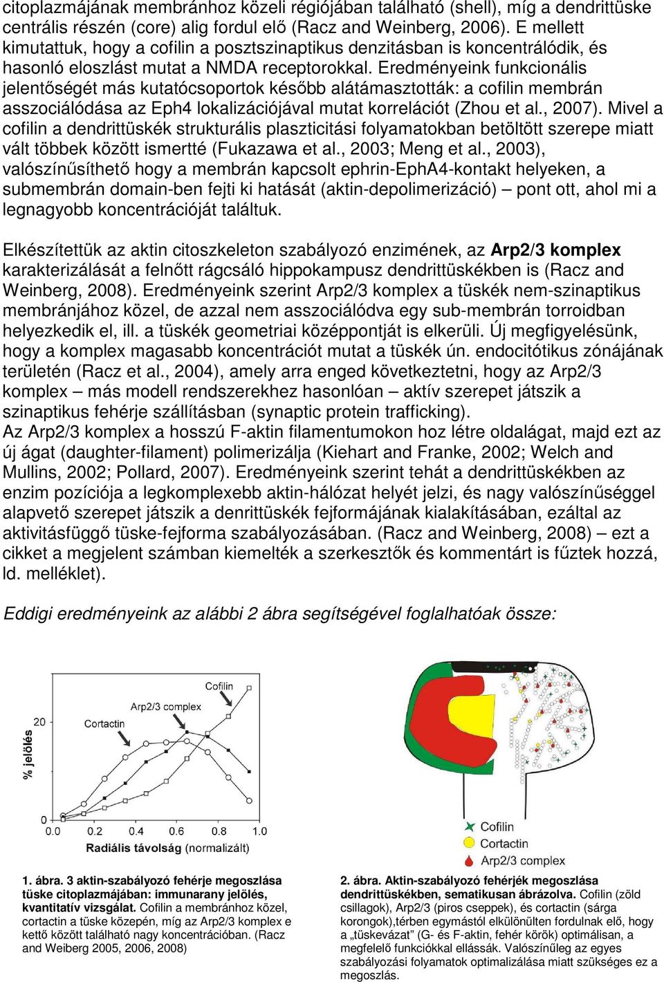 Eredményeink funkcionális jelentőségét más kutatócsoportok később alátámasztották: a cofilin membrán asszociálódása az Eph4 lokalizációjával mutat korrelációt (Zhou et al., 2007).