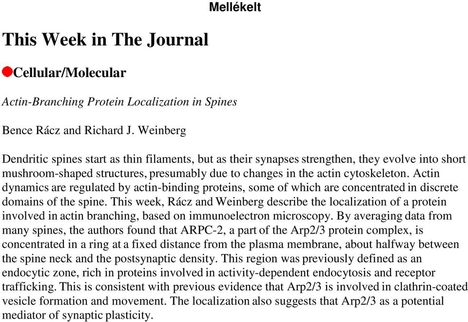 Actin dynamics are regulated by actin-binding proteins, some of which are concentrated in discrete domains of the spine.