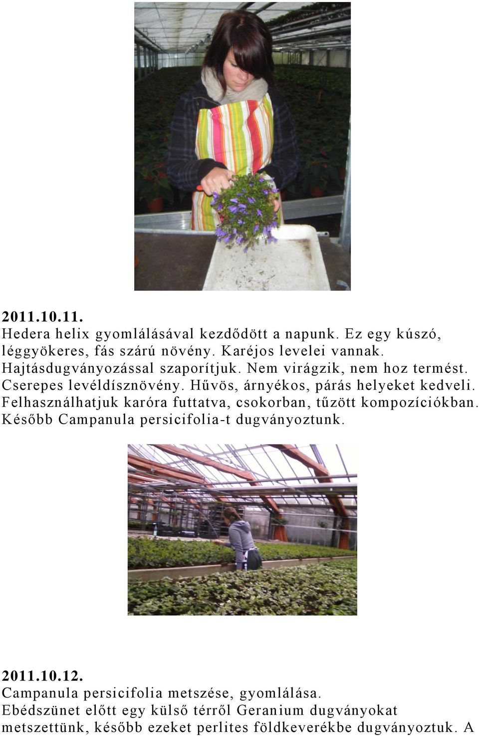 Felhasználhatjuk karóra futtatva, csokorban, tűzött kompozíciókban. Később Campanula persicifolia-t dugványoztunk. 2011.10.12.