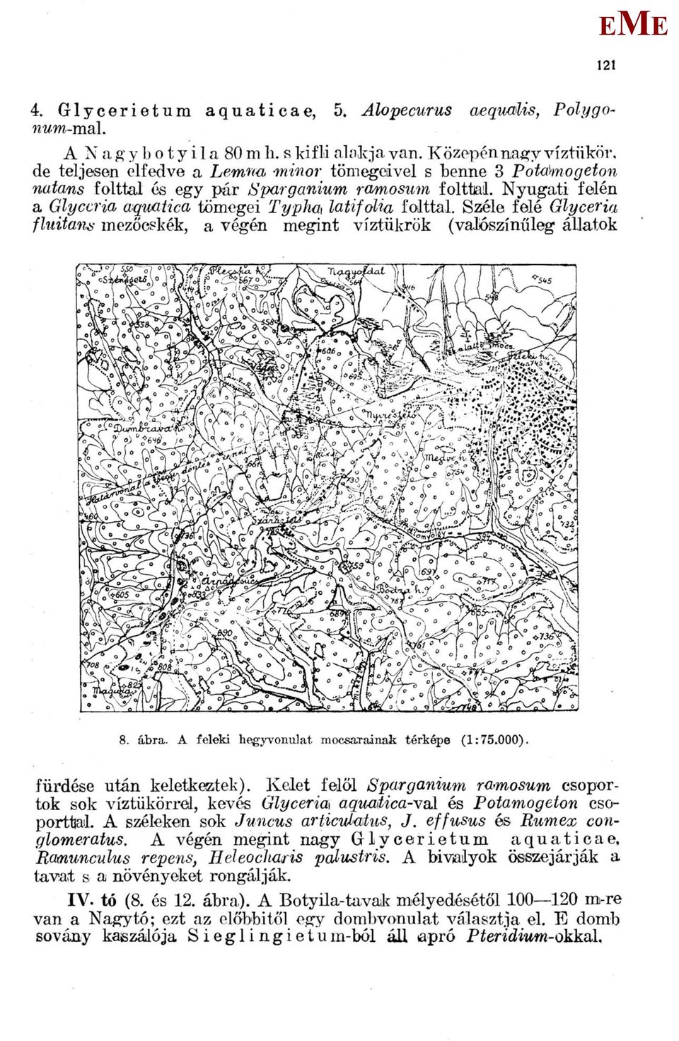 Nyugati felén a Glyceria aquatica tömegei Typha latifolia folttal. Széle felé Glyceria fluitans mezőcskék, a végén megint víztükrök (valószínűleg állatok 8. ábra.