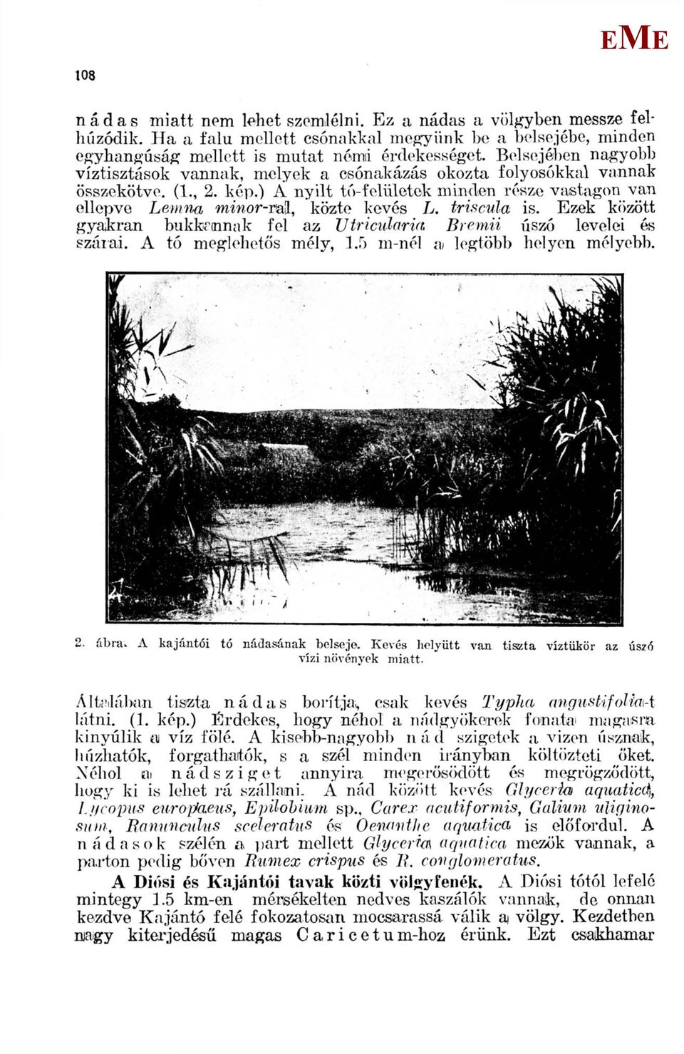 triscula is. zek között gyakran bukkmnak fel az Utricularia Bremii úszó levelei és szarai. A tó meglehetős mély, 1.5 m-nél a; legtöbb helyen mélyebb. 2. ábra. A kajántól tó nádasának belseje.