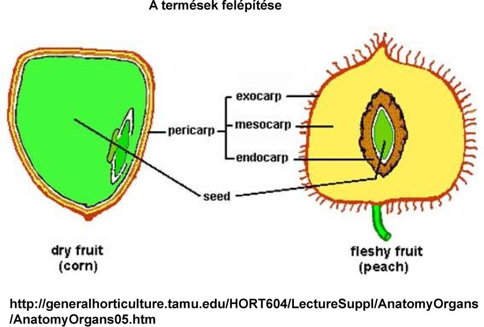 edu/hort604/lecturesuppl/anatomyorgans