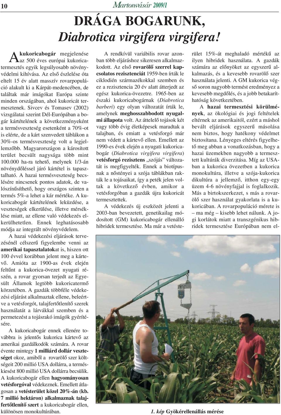 Sivcev és Tomasev (2002) vizsgálatai szerint Dél-Európában a bogár kártételének a következményeként a termésveszteség esetenként a 70%-ot is elérte, de a kárt szenvedett táblákon a 30%-os