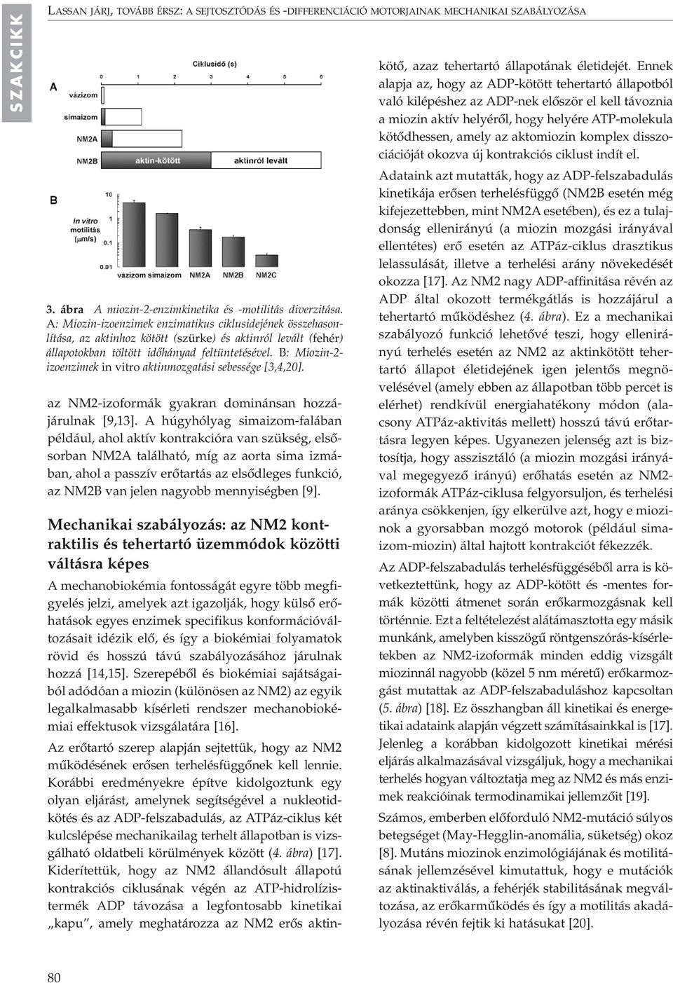B: Miozin-2- izoenzimek in vitro aktinmozgatási sebessége [3,4,20]. az NM2-izoformák gyakran dominánsan hozzájárulnak [9,13].