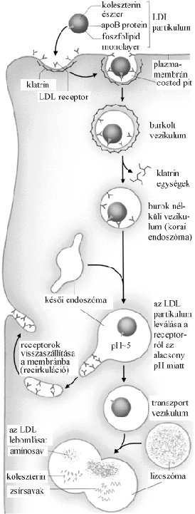 késői endoszómával, aminek hatására az intravezikuláris ph csökken. Az alacsony ph-n az LDL ledisszociál a receptorról. A receptorok visszaszállítódnak a plazmamembránba.