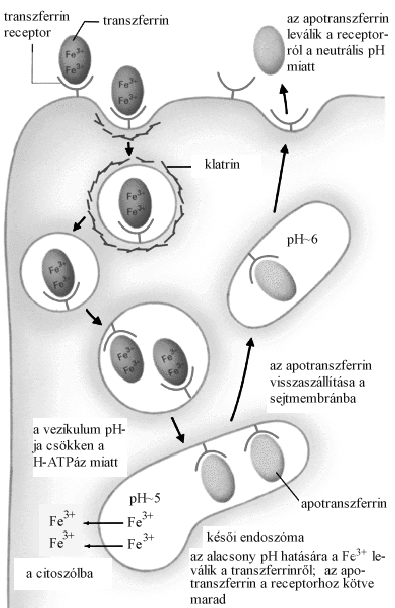 A transzferrin receptor endocitózisa A sejtek, különösen az osztódó sejtek számára leválik a transzferrin transzferrin az apotranszferrin receptor receptorról a fontos, hogy elegendő neutrális ph