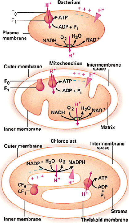 Baktérium Plazmamembrán Külsõ membrán Mitokondrium Membránok közti rész Belsõ membrán Külsõ membrán Kloroplaszt Mátrix Membránok közti rész Belsõ membrán Sztróma Tilakoid membrán 2. ábra.