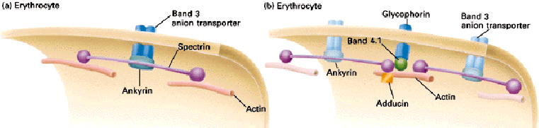 szerepet. A gelszolin nevű fehérje pedig az aktin filamentumok végéhez képes kötődni, ezáltal megakadályozza a filamentum növekedését.