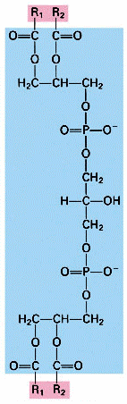 Foszfatidil inozitol Foszfatidil etanolamin 2b.