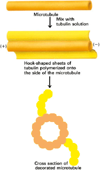 komplett mikrotubulus fal polimerizálódik a mikrotubulusra. Átmetszetben horog alakú lemezként látszik.