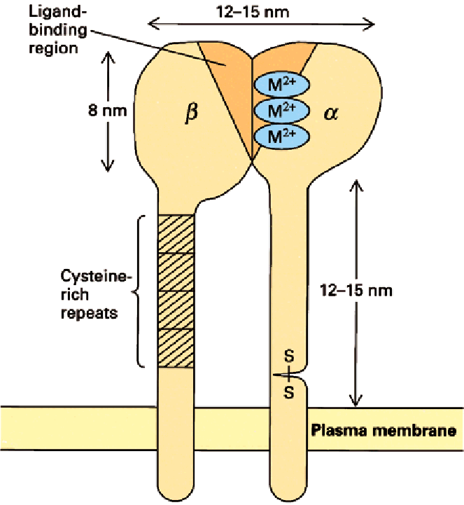 Ligand-kötõ régió 12-15 nm 8 nm Cisztein-gazdag ismétlõdõ szakaszok 12-15 nm Plazmamembrán 3. ábra. Az integrinek általános szerkezete.