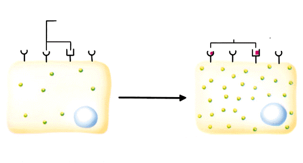 Ugyanakkor (a) Szállító fehérje különböző ligandreceptor a vérben komplexek is képesek lehetnek azonos Hormon hatás kiváltására, pl.