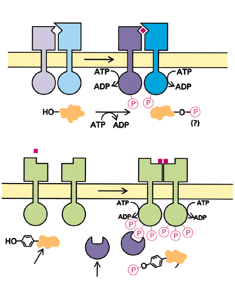 (a) Külső tér Plazma membrán Citoplazma Receptor fehérje Inaktív G-protein Inaktív effektor enzim (adenilát cikláz, foszfolipáz-c, stb.