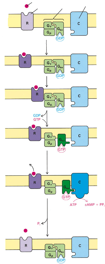 Hormon Adenilát Receptor G Külső tér s protein A camp mint cikláz fehérje másodlagos hírvivő Plazma membrán Citoplazma A G protein által aktivált adenilát cikláz ATPből camp-t termel. A camp 1.