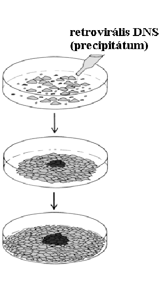 látható). Daganatkeltő virusok (vagy a belőlük származó, transzfektált DNS, ld. következő ábra) a normál eredetű tenyészetekben egymásra növő sejtek halmazait ("fókuszok", angolul: focus, tsz.