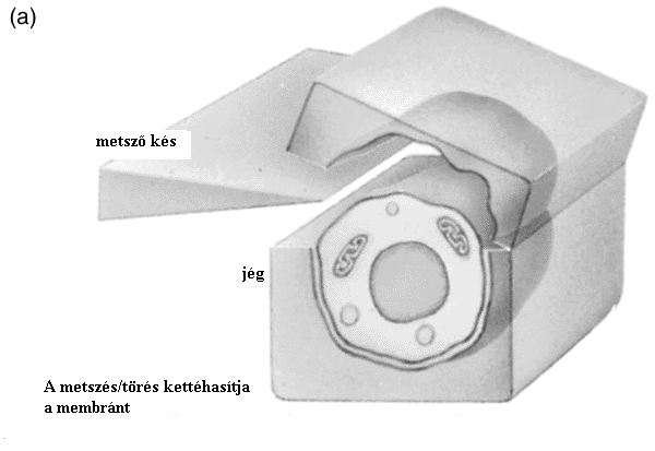 3. ábra A fagyasztva-törés technikája elektronmikroszkópos vizsgálatokhoz A membránfehérjék laterális mobilitása, a "folyékony- mozaik" membrán-modell.